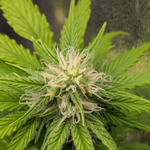 Skunk growlog timeline photo