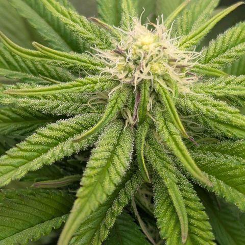 Blueberry 🫐 growlog timeline photo