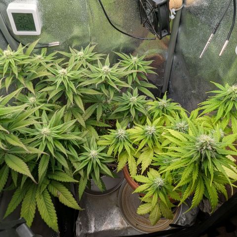 Skunk growlog timeline photo