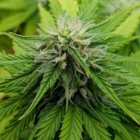 Skunk growlog timeline photo