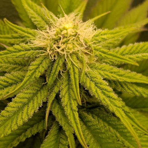 Blueberry 🫐 growlog timeline photo