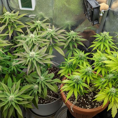 Skunk growlog timeline photo