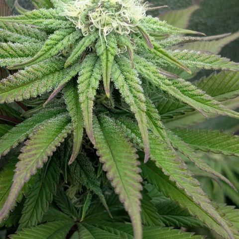 Blueberry 🫐 growlog timeline photo