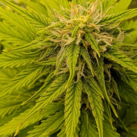Skunk growlog timeline photo