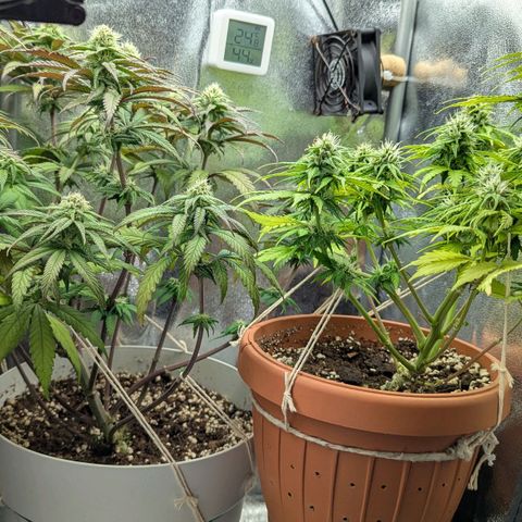 Skunk growlog timeline photo