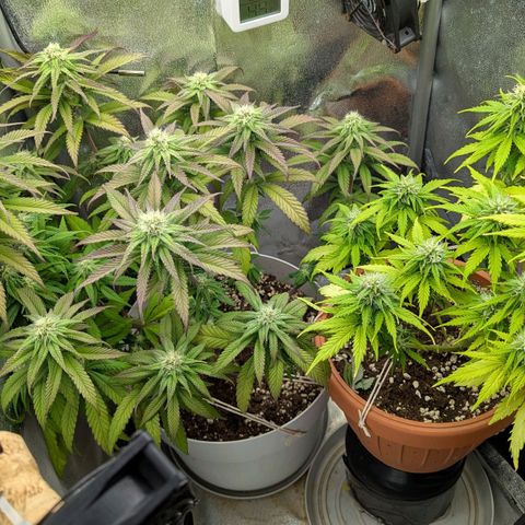 Skunk growlog timeline photo