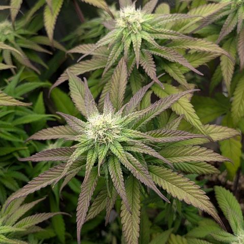 Blueberry 🫐 growlog timeline photo