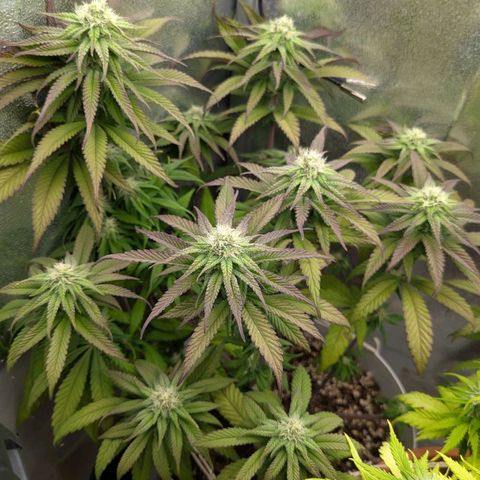 Blueberry 🫐 growlog timeline photo