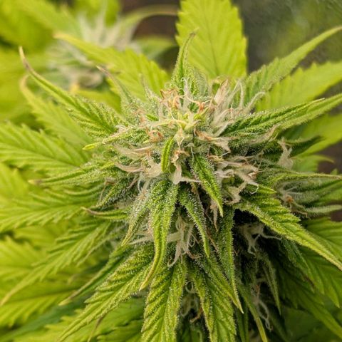 Skunk growlog timeline photo