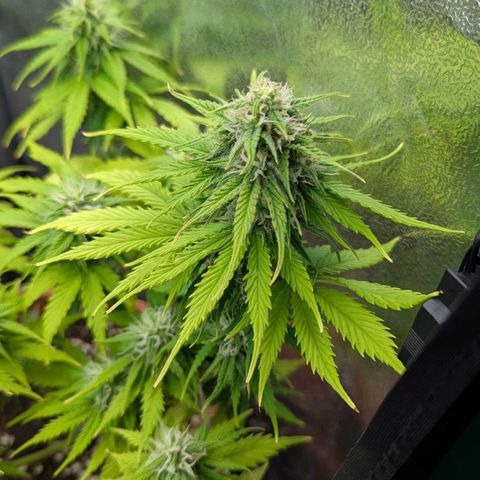 Skunk growlog timeline photo