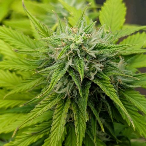 Skunk growlog timeline photo