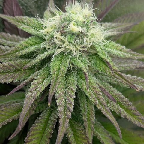 Blueberry 🫐 growlog timeline photo