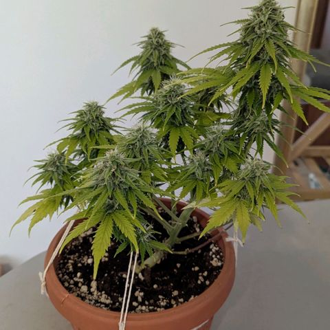 Skunk growlog timeline photo