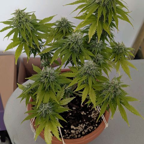 Skunk growlog timeline photo