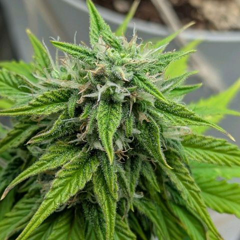 Skunk growlog timeline photo