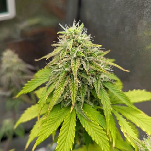 Skunk growlog timeline photo