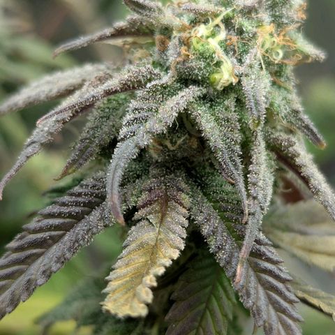 Blueberry 🫐 growlog timeline photo