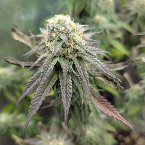 Blueberry 🫐 growlog timeline photo