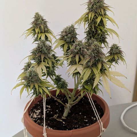 Skunk growlog timeline photo