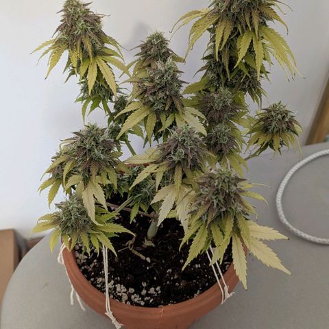Skunk growlog timeline photo