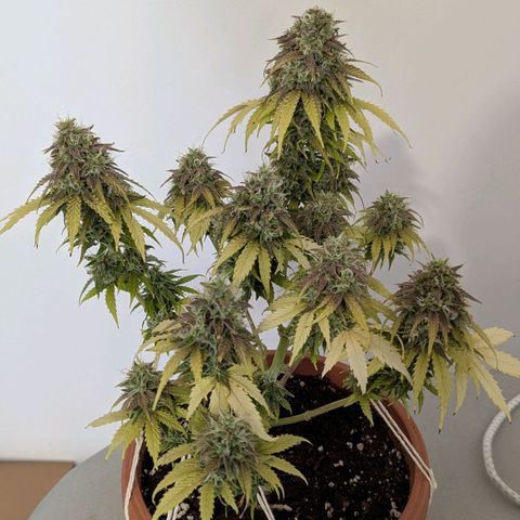 Skunk growlog timeline photo