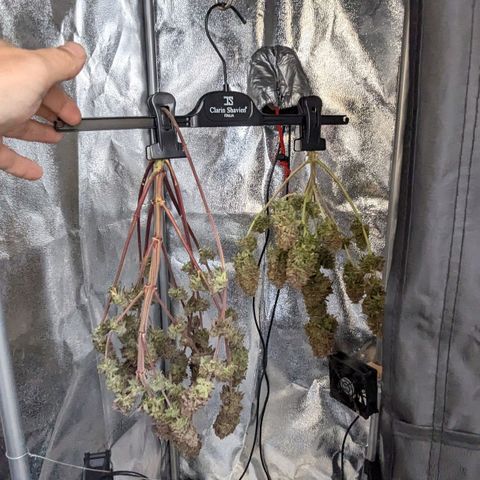 Skunk growlog photo: Trimming direttamente sulla pianta