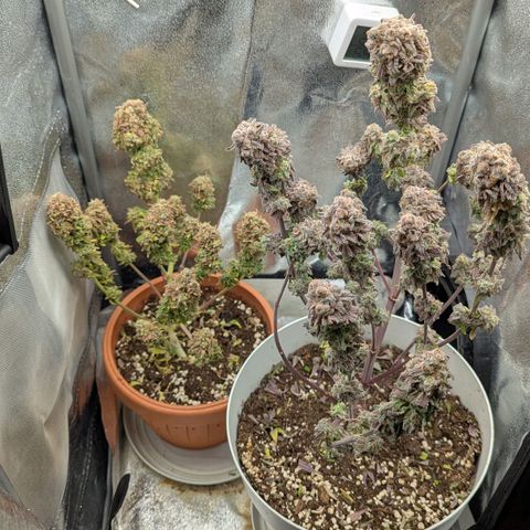 Skunk growlog photo: Trimming direttamente sulla pianta