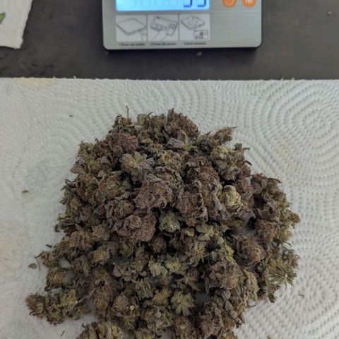 Blueberry 🫐 growlog photo: Messa in busta di scottex a continuare asciugatura 