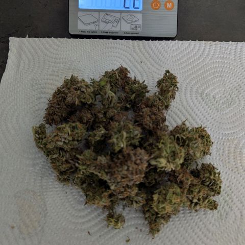 Skunk growlog timeline photo