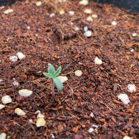 Black Domina  growlog timeline photo