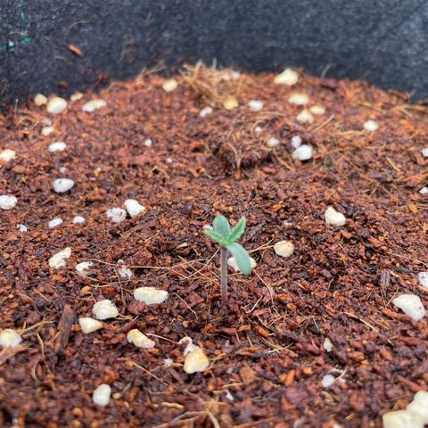 Black Domina  growlog timeline photo