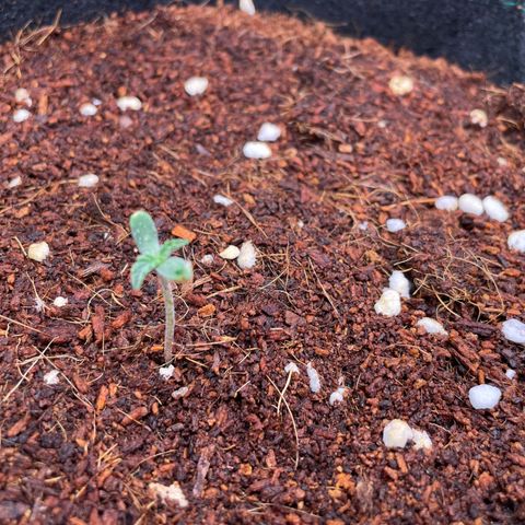 Black Domina  growlog timeline photo