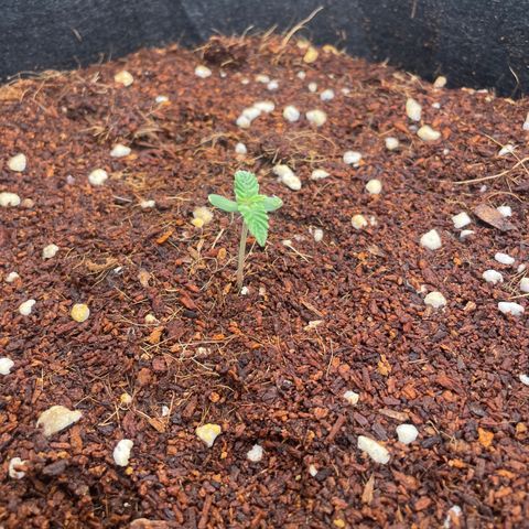 Black Domina  growlog timeline photo