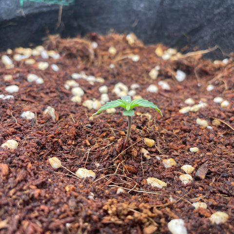 Black Domina  growlog timeline photo
