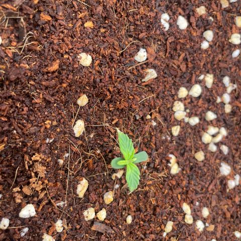 Black Domina  growlog timeline photo