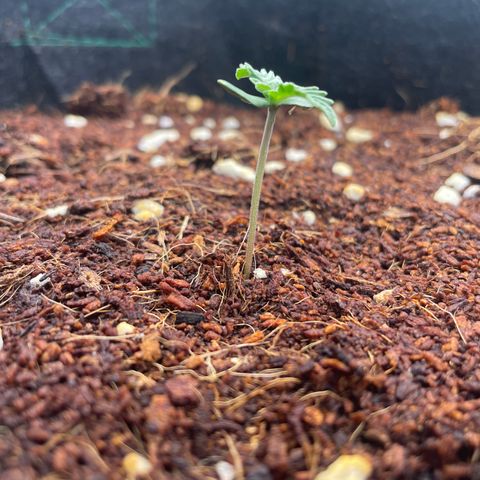 Black Domina  growlog timeline photo