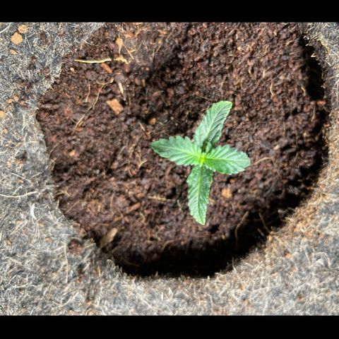 Black Domina  growlog photo: White Widow 7days