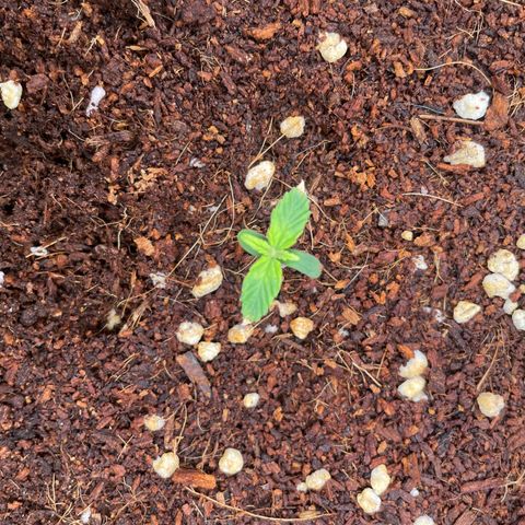Black Domina  growlog timeline photo