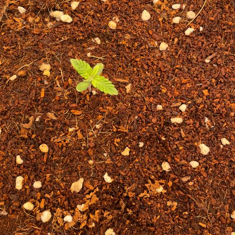 Black Domina  growlog timeline photo