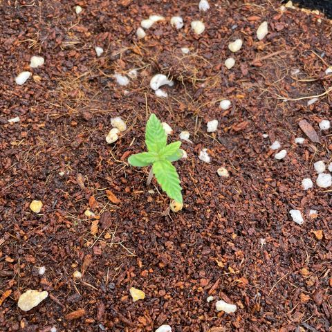 Black Domina  growlog timeline photo