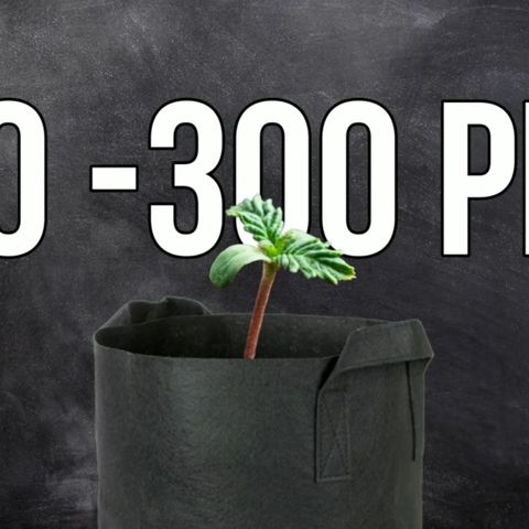 Black Domina  growlog timeline photo