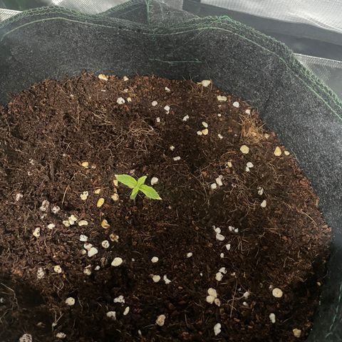Black Domina  growlog timeline photo