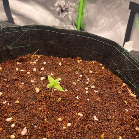 Black Domina  growlog timeline photo