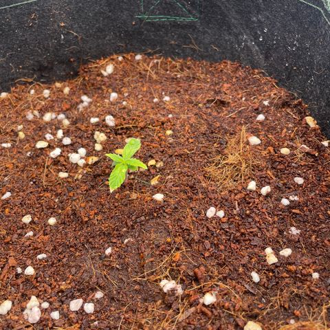 Black Domina  growlog timeline photo