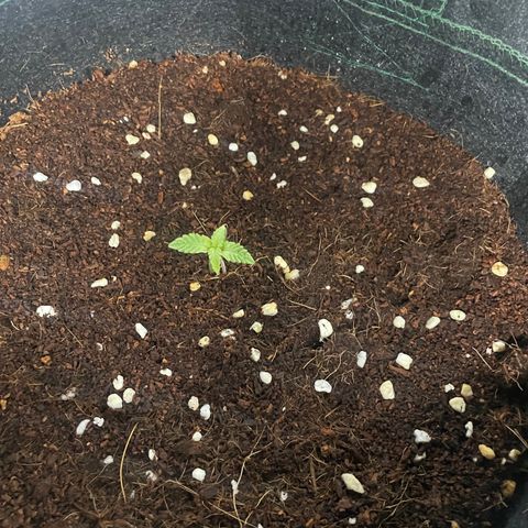 Black Domina  growlog timeline photo