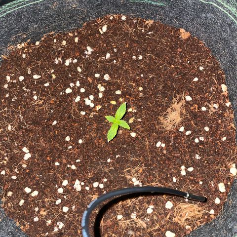 Black Domina  growlog timeline photo