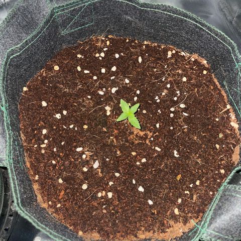 Black Domina  growlog timeline photo