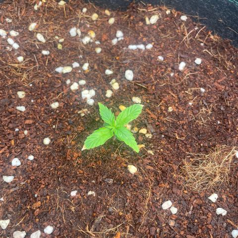 Black Domina  growlog timeline photo
