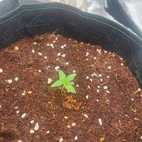 Black Domina  growlog timeline photo