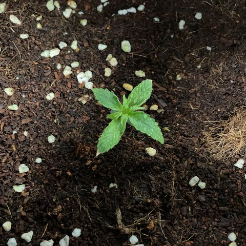 Black Domina  growlog timeline photo